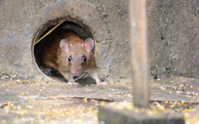 Tiden er inne for å tenke forebygging mot rotter og mus